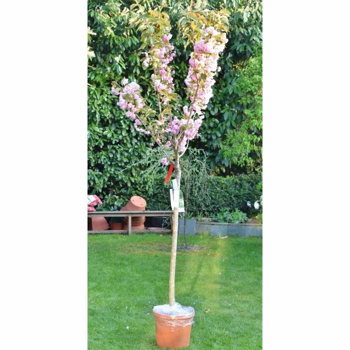 Prunus 'Kanzan' | Cherry Blossom Tree | 18L Pot | 200-240cm Half Standard 9 Prunus 'Kanzan' | Cherry Blossom Tree | 18L Pot | 200-240cm Half Standard - Image 9