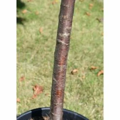 Prunus 'Kanzan' | Cherry Blossom Tree | 18L Pot | 200-240cm Half Standard 20 Prunus 'Kanzan' | Cherry Blossom Tree | 18L Pot | 200-240cm Half Standard -botanical garden shop TR017218L add image 8 e4ce