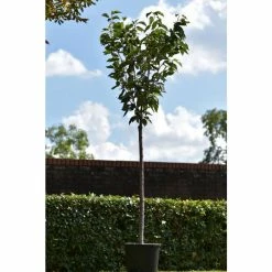 Prunus 'Kanzan' | Cherry Blossom Tree | 18L Pot | 200-240cm Half Standard 21 Prunus 'Kanzan' | Cherry Blossom Tree | 18L Pot | 200-240cm Half Standard -botanical garden shop TR017218L add image 9 12ad