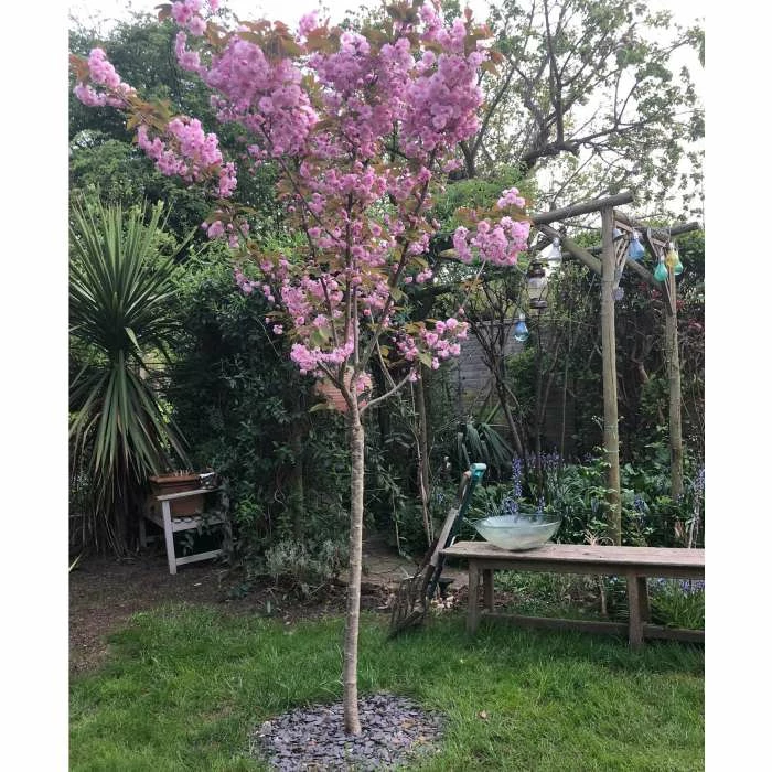 Prunus 'Kanzan' | Cherry Blossom Tree | 18L Pot | 200-240cm Half Standard 1 Prunus 'Kanzan' | Cherry Blossom Tree | 18L Pot | 200-240cm Half Standard