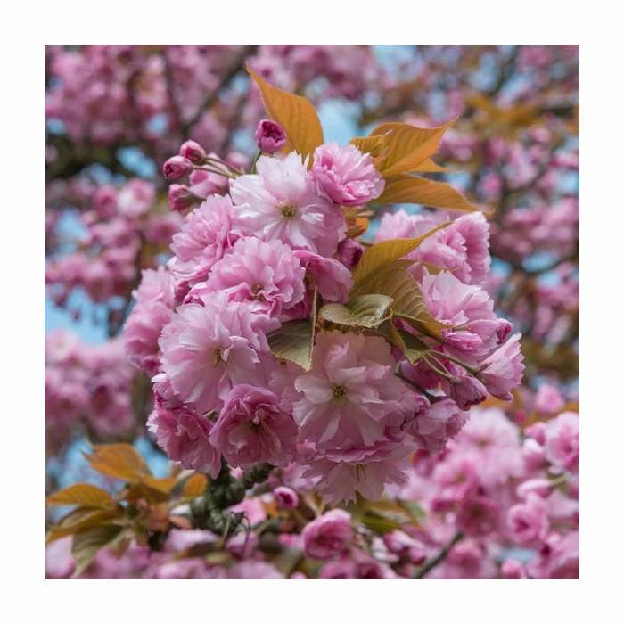Prunus 'Kanzan' | Cherry Blossom Tree | 18L Pot | 200-240cm Half Standard 2 Prunus 'Kanzan' | Cherry Blossom Tree | 18L Pot | 200-240cm Half Standard - Image 2