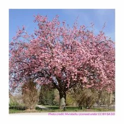 Prunus 'Kanzan' | Cherry Blossom Tree | 9L Pot | 120-150cm 15 Prunus 'Kanzan' | Cherry Blossom Tree | 9L Pot | 120-150cm -botanical garden shop TR01729L add image 3 1209