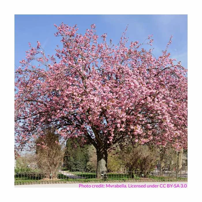 Prunus 'Kanzan' | Cherry Blossom Tree | 9L Pot | 120-150cm 5 Prunus 'Kanzan' | Cherry Blossom Tree | 9L Pot | 120-150cm - Image 5