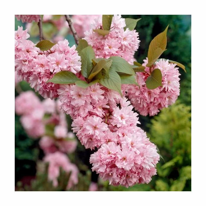 Prunus 'Kanzan' | Cherry Blossom Tree | 9L Pot | 120-150cm 10 Prunus 'Kanzan' | Cherry Blossom Tree | 9L Pot | 120-150cm - Image 10