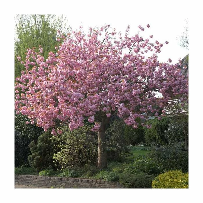 Prunus 'Kanzan' | Cherry Blossom Tree | 9L Pot | 120-150cm 11 Prunus 'Kanzan' | Cherry Blossom Tree | 9L Pot | 120-150cm - Image 11