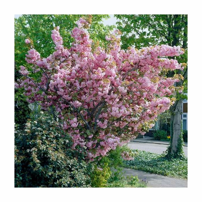 Prunus 'Kanzan' | Cherry Blossom Tree | 9L Pot | 120-150cm 1 Prunus 'Kanzan' | Cherry Blossom Tree | 9L Pot | 120-150cm
