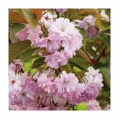 Prunus 'Kanzan' | Cherry Blossom Tree | Bare Root | 120-150cm -botanical garden shop TR0172BR add image 3 4cb8