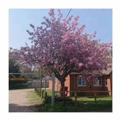 Prunus 'Kanzan' | Cherry Blossom Tree | Bare Root | 120-150cm -botanical garden shop TR0172BR add image 8 07d9