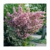 Prunus 'Kanzan' | Cherry Blossom Tree | Bare Root | 120-150cm