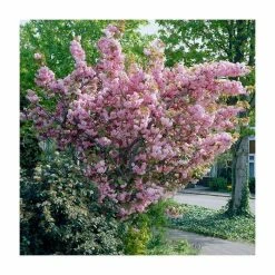 Prunus 'Kanzan' | Cherry Blossom Tree | Bare Root | 120-150cm