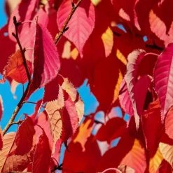 Prunus 'Kiku-shidare-zakura' | Weeping Cherry Blossom Tree | 18L Pot | 180-220cm Half Standard 9 Prunus 'Kiku-shidare-zakura' | Weeping Cherry Blossom Tree | 18L Pot | 180-220cm Half Standard -botanical garden shop TR017318L add image 2 aa1b