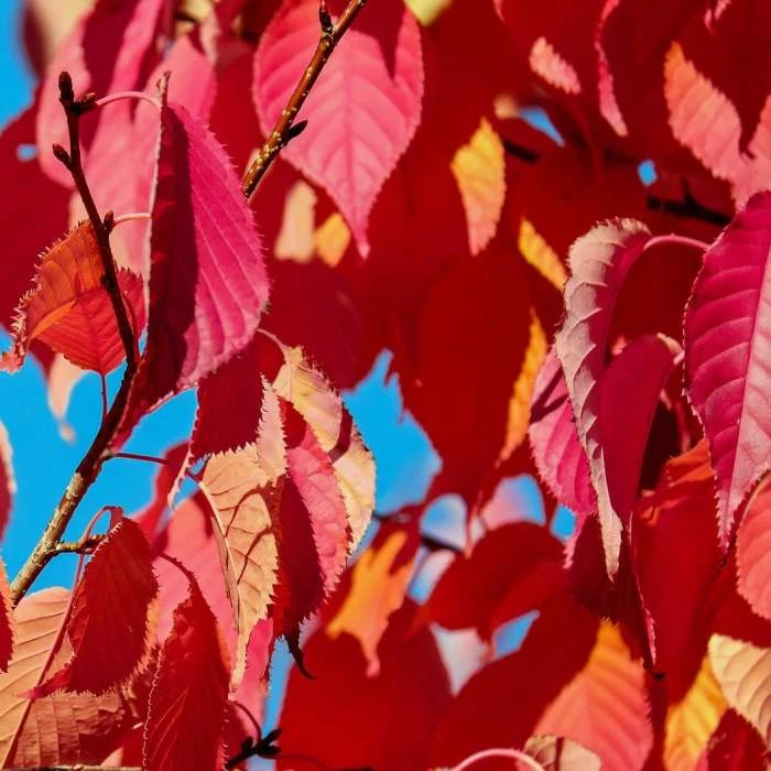 Prunus 'Kiku-shidare-zakura' | Weeping Cherry Blossom Tree | 18L Pot | 180-220cm Half Standard 4 Prunus 'Kiku-shidare-zakura' | Weeping Cherry Blossom Tree | 18L Pot | 180-220cm Half Standard - Image 4