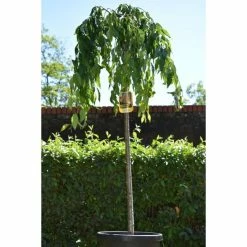 Prunus 'Kiku-shidare-zakura' | Weeping Cherry Blossom Tree | 18L Pot | 180-220cm Half Standard 11 Prunus 'Kiku-shidare-zakura' | Weeping Cherry Blossom Tree | 18L Pot | 180-220cm Half Standard -botanical garden shop TR017318L add image 4 4550