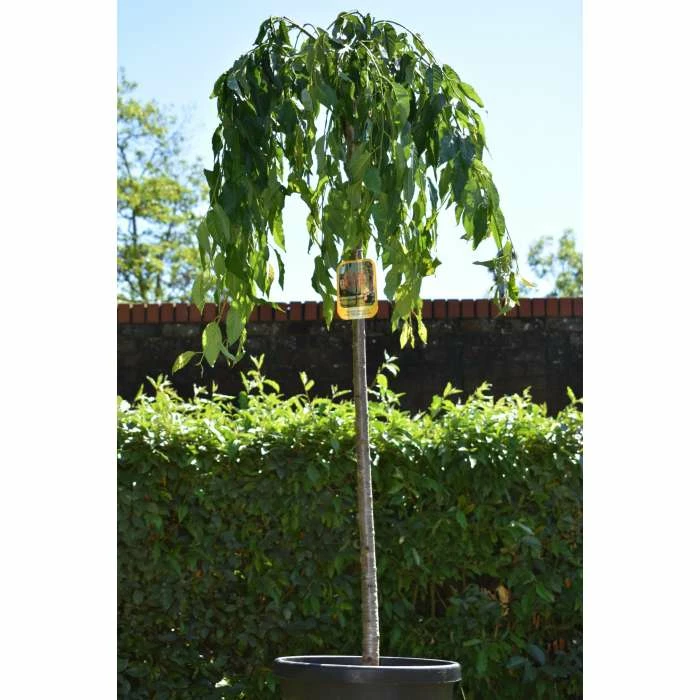 Prunus 'Kiku-shidare-zakura' | Weeping Cherry Blossom Tree | 18L Pot | 180-220cm Half Standard 6 Prunus 'Kiku-shidare-zakura' | Weeping Cherry Blossom Tree | 18L Pot | 180-220cm Half Standard - Image 6