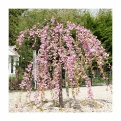 Prunus 'Kiku-shidare-zakura' | Weeping Cherry Blossom Tree | 18L Pot | 180-220cm Half Standard