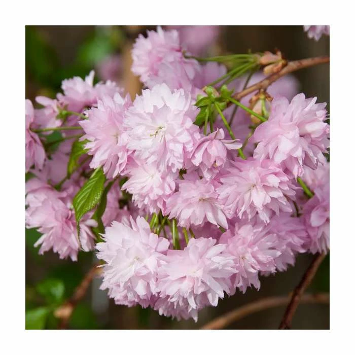 Prunus 'Kiku-shidare-zakura' | Weeping Cherry Blossom Tree | 18L Pot | 180-220cm Half Standard 2 Prunus 'Kiku-shidare-zakura' | Weeping Cherry Blossom Tree | 18L Pot | 180-220cm Half Standard - Image 2