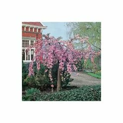 Prunus 'Kiku-shidare-zakura' | Weeping Cherry Blossom Tree | 9L Pot | 120-150cm -botanical garden shop TR01739L add image 2 80f2