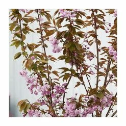 Prunus 'Kiku-shidare-zakura' | Weeping Cherry Blossom Tree | 9L Pot | 120-150cm -botanical garden shop TR01739L add image 6 73a5