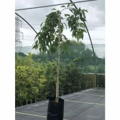 Prunus 'Kiku-shidare-zakura' | Weeping Cherry Blossom Tree | 9L Pot | 120-150cm -botanical garden shop TR01739L add image 7 1860