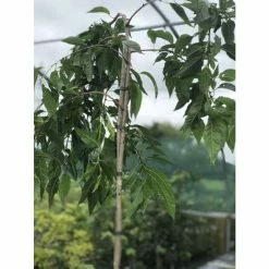 Prunus 'Kiku-shidare-zakura' | Weeping Cherry Blossom Tree | 9L Pot | 120-150cm -botanical garden shop TR01739L add image 8 efbd