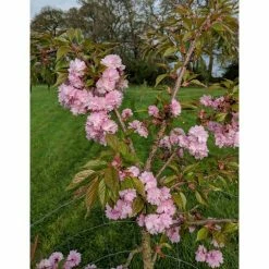 Prunus 'Kiku-shidare-zakura' | Weeping Cherry Blossom Tree | 9L Pot | 120-150cm -botanical garden shop TR01739L add image 9 5a4a