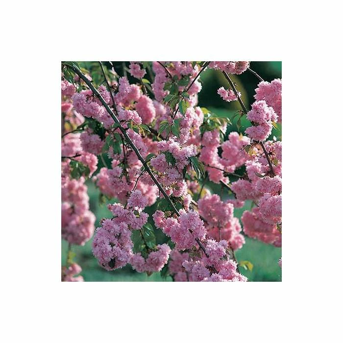 Prunus 'Kiku-shidare-zakura' | Weeping Cherry Blossom Tree | Bare Root | 120-150cm 3 Prunus 'Kiku-shidare-zakura' | Weeping Cherry Blossom Tree | Bare Root | 120-150cm - Image 3