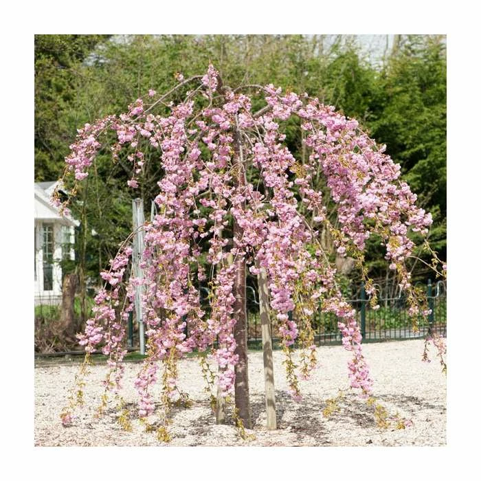 Prunus 'Kiku-shidare-zakura' | Weeping Cherry Blossom Tree | Bare Root | 120-150cm 1 Prunus 'Kiku-shidare-zakura' | Weeping Cherry Blossom Tree | Bare Root | 120-150cm