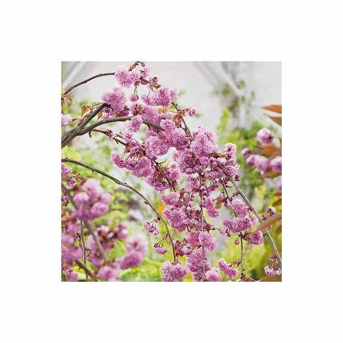 Prunus 'Kiku-shidare-zakura' | Weeping Cherry Blossom Tree | Bare Root | 120-150cm 2 Prunus 'Kiku-shidare-zakura' | Weeping Cherry Blossom Tree | Bare Root | 120-150cm - Image 2