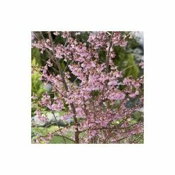 Prunus 'Okame' | Cherry Blossom Tree | Bare Root | 120-150cm 6 Prunus 'Okame' | Cherry Blossom Tree | Bare Root | 120-150cm -botanical garden shop TR0174BR add image 1 013d