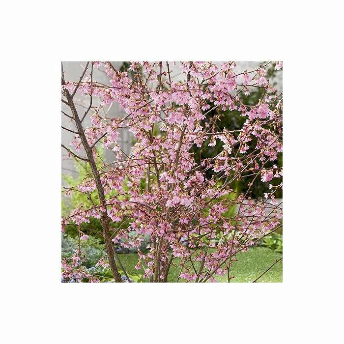 Prunus 'Okame' | Cherry Blossom Tree | Bare Root | 120-150cm 4 Prunus 'Okame' | Cherry Blossom Tree | Bare Root | 120-150cm - Image 4