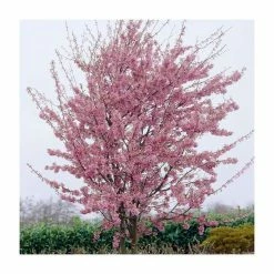 Prunus 'Okame' | Cherry Blossom Tree | Bare Root | 120-150cm