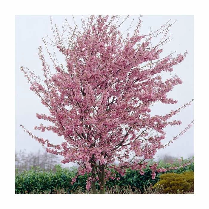 Prunus 'Okame' | Cherry Blossom Tree | Bare Root | 120-150cm 1 Prunus 'Okame' | Cherry Blossom Tree | Bare Root | 120-150cm