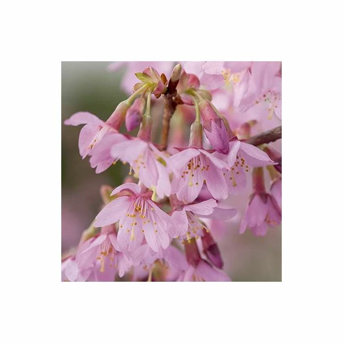 Prunus 'Okame' | Cherry Blossom Tree | Bare Root | 120-150cm 2 Prunus 'Okame' | Cherry Blossom Tree | Bare Root | 120-150cm - Image 2