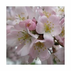 Prunus 'Pandora' | Cherry Blossom Tree | 9L Pot | 120-150cm -botanical garden shop TR01759L add image 1 3d8c