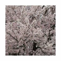 Prunus 'Pandora' | Cherry Blossom Tree | 9L Pot | 120-150cm -botanical garden shop TR01759L add image 2 91f5