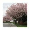 Prunus 'Pandora' | Cherry Blossom Tree | 9L Pot | 120-150cm