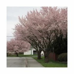 Prunus 'Pandora' | Cherry Blossom Tree | 9L Pot | 120-150cm