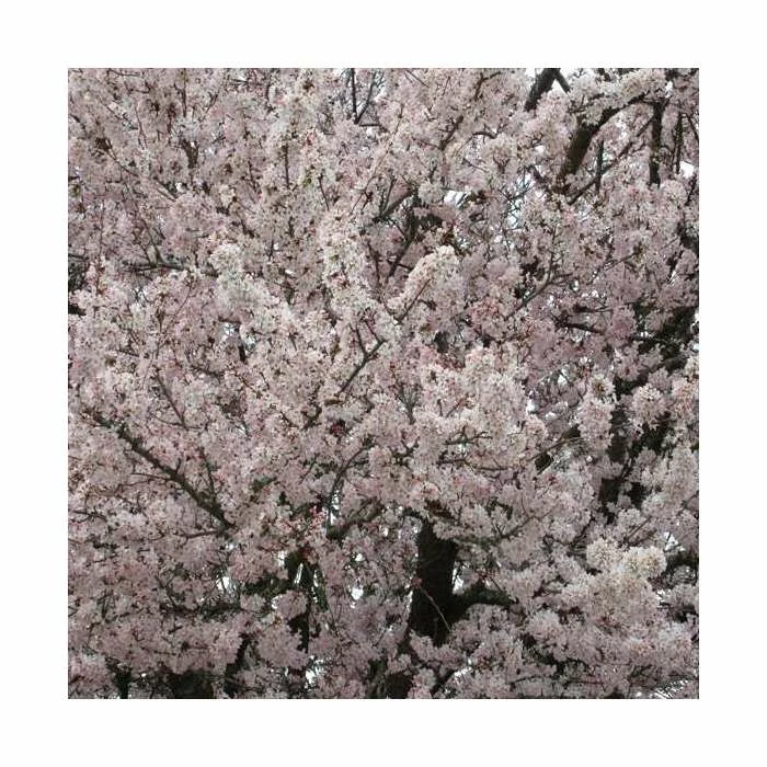 Prunus 'Pandora' | Cherry Blossom Tree | Bare Root | 120-150cm 4 Prunus 'Pandora' | Cherry Blossom Tree | Bare Root | 120-150cm - Image 4