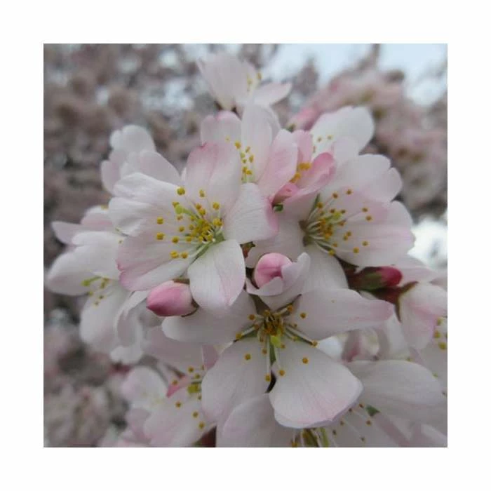 Prunus 'Pandora' | Cherry Blossom Tree | Bare Root | 120-150cm 2 Prunus 'Pandora' | Cherry Blossom Tree | Bare Root | 120-150cm - Image 2