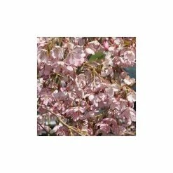 Prunus Pendula 'Pendula Rubra' | Weeping Cherry Blossom Tree | 9L Pot | 120-150cm -botanical garden shop TR0176 add image 1 00e0