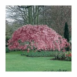 Prunus Pendula 'Pendula Rubra' | Weeping Cherry Blossom Tree | 9L Pot | 120-150cm -botanical garden shop TR0176 add image 2 53c6