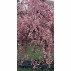 Prunus Pendula 'Pendula Rubra' | Weeping Cherry Blossom Tree | 9L Pot | 120-150cm -botanical garden shop TR0176 add image 3 a104