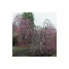 Prunus Pendula 'Pendula Rubra' | Weeping Cherry Blossom Tree | 9L Pot | 120-150cm