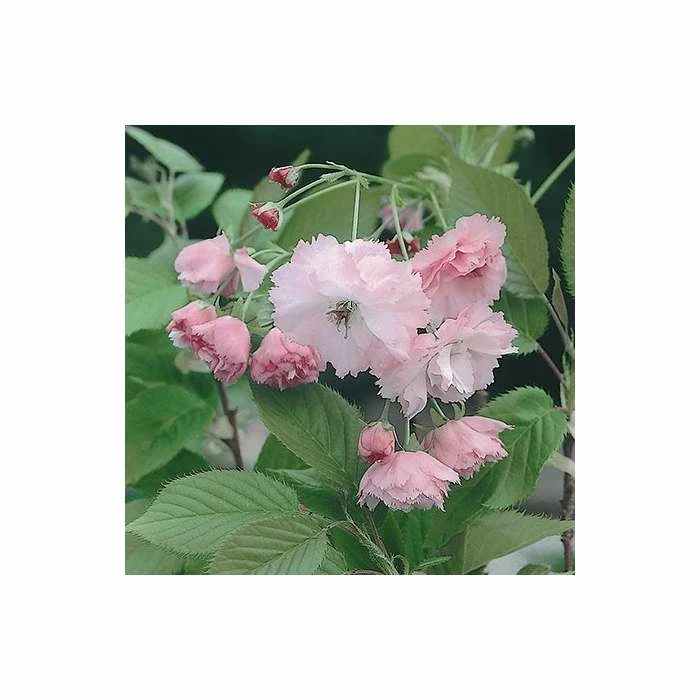 Prunus 'Pink Perfection' | Cherry Blossom Tree | 9L Pot | 120-150cm 4 Prunus 'Pink Perfection' | Cherry Blossom Tree | 9L Pot | 120-150cm - Image 4