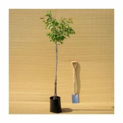 Prunus 'Pink Perfection' | Cherry Blossom Tree | 9L Pot | 120-150cm 9 Prunus 'Pink Perfection' | Cherry Blossom Tree | 9L Pot | 120-150cm -botanical garden shop TR01779L add image 3 2005