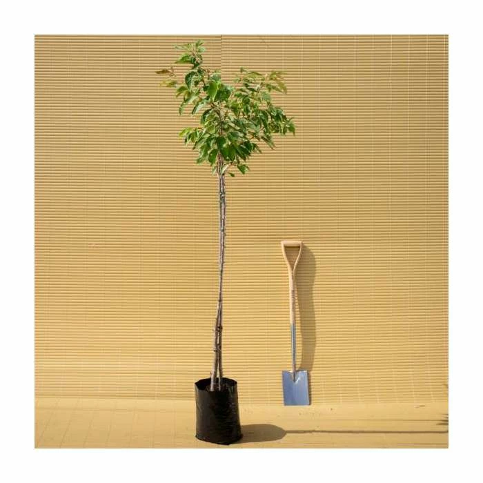 Prunus 'Pink Perfection' | Cherry Blossom Tree | 9L Pot | 120-150cm 5 Prunus 'Pink Perfection' | Cherry Blossom Tree | 9L Pot | 120-150cm - Image 5