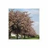 Prunus 'Pink Perfection' | Cherry Blossom Tree | 9L Pot | 120-150cm