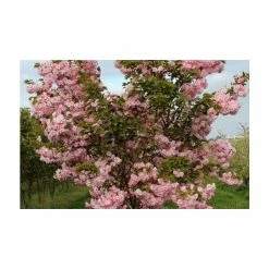 Prunus 'Pink Perfection' | Cherry Blossom Tree | Bare Root | 120-150cm -botanical garden shop TR0177BR add image 1 523a