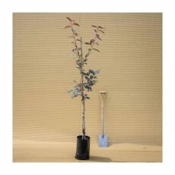 Prunus Serrulata 'Royal Burgundy' | Cherry Blossom Tree | 9L Pot | 120-150cm 6 Prunus Serrulata 'Royal Burgundy' | Cherry Blossom Tree | 9L Pot | 120-150cm -botanical garden shop TR01789L add image 1 c931