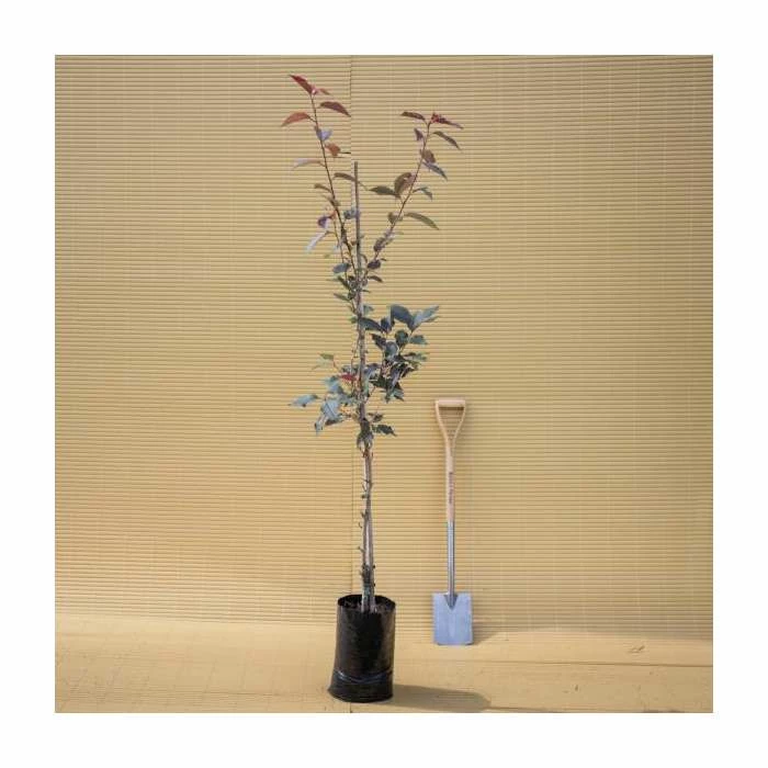 Prunus Serrulata 'Royal Burgundy' | Cherry Blossom Tree | 9L Pot | 120-150cm 3 Prunus Serrulata 'Royal Burgundy' | Cherry Blossom Tree | 9L Pot | 120-150cm - Image 3